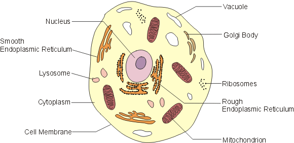 cell structure