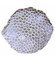 Fossil zooids of a coral on white background