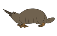 illustration platypus