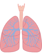 Lungs illustration