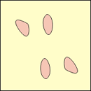 Lysosomes illustration
