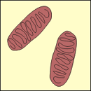 Mitochondria illustration