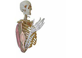 Illustration biceps muscle contracted 