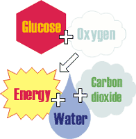 respiration illustration