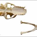 Aardwolf skull