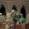 Giraffe skeleton at the Museum