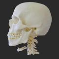Human skull, lower jaw and neck vertebrae from the side