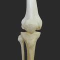 Human knee joint