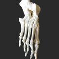 Human right foot
