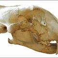 Tiger skull