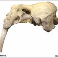 Walrus skull