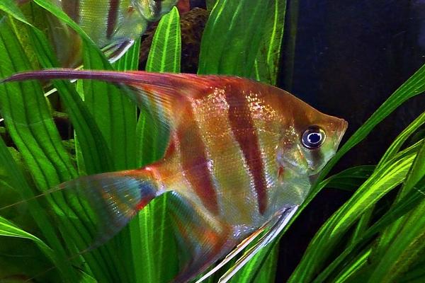 Angel fish swimming