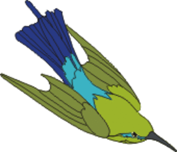 australian bee eater